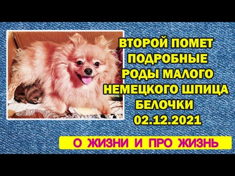 Видео: Второй помет |  Подробные роды малого немецкого шпица Белочки 02.12.2021