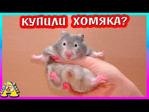 Видео: Новый питомец / Муж для Фанты / Купили хомяка? / Alisa Easy Pets