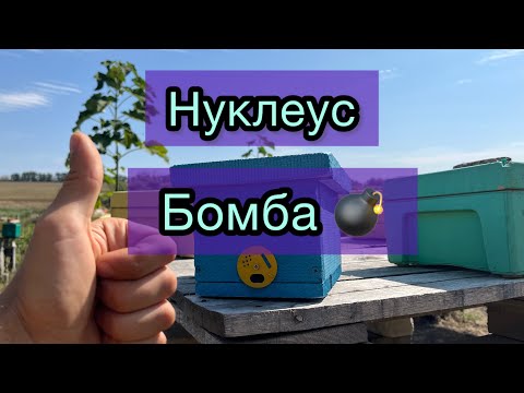 Видео: Нуклеус по відео Андрія Баскевича, рекомендую! 🔥