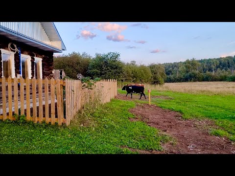 Видео: Два старых дома в деревне | Привезли всю семью в деревню | Летняя кухня и баня в деревне | Наш быт