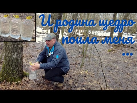 Видео: Берёзовый сок/сбор березового сока/как и когда собирать/быстрый, простой и эффективный способ