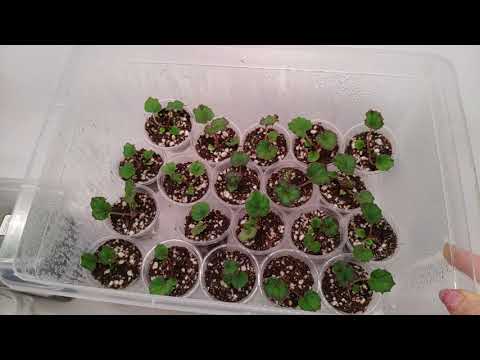 Видео: Сеянцы бегоний.