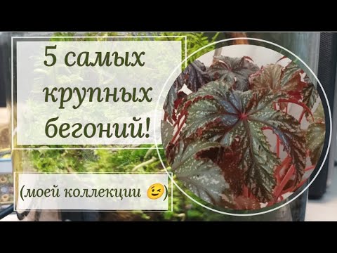 Видео: Топ- 5 самых крупных бегоний! 🐘🐘🐘