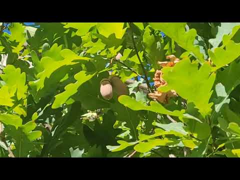 Видео: Дуб Пирамидальный🌳