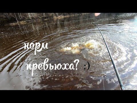 Видео: лосось ретроспектива