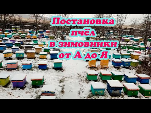 Видео: ПОСТАНОВКА ПЧЕЛОСЕМЕЙ В ЗИМОВНИКИ от А до Я