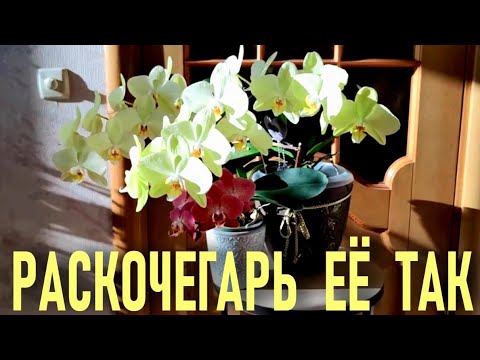 Видео: ФАКТОРЫ, ВЛИЯЮЩИЕ НА УЛЬТРА ПЫШНОЕ ЦВЕТЕНИЕ ОРХИДЕЙ! РАСКОЧЕГАРИЛА ОРХИДЕЮ НА ЧЕТЫРЕ ЦВЕТОНОСА!