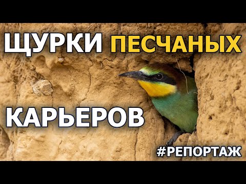 Видео: Щурки песчаных карьеров