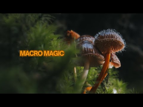 Видео: Осенняя лесная фотография от первого лица | Длиннофокусная и макросъёмка: грибная охота в Нью-Фор...