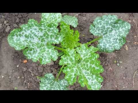 Видео: Просили обзор моего огорода.