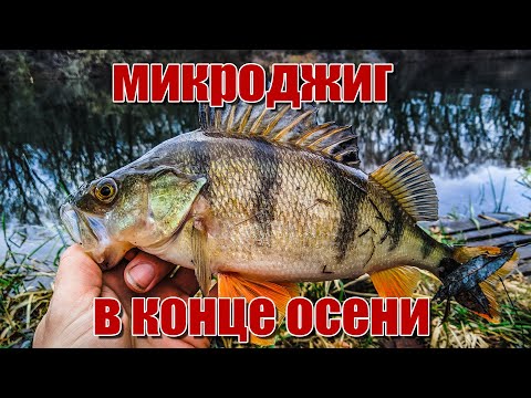 Видео: Микроджиг в ноябре | Ловлю окуня и щуку на приманку с AliExpress | Справится ли Arion с микрухой