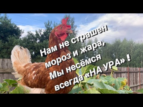 Видео: ЖИВОТНЫЙ БЕЛОК В РАЦИОНЕ НЕСУШЕК!  РЕЦЕПТ.