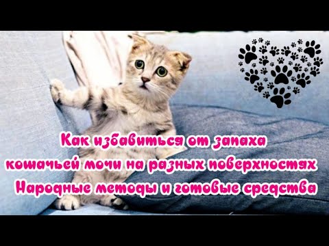 Видео: Как избавиться от запаха кошачьей мочи на разных поверхностях Народные методы и готовые средства