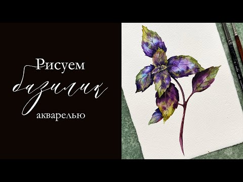 Видео: Рисуем базилик акварелью вместе с Inisflowers | Рисование акварелью