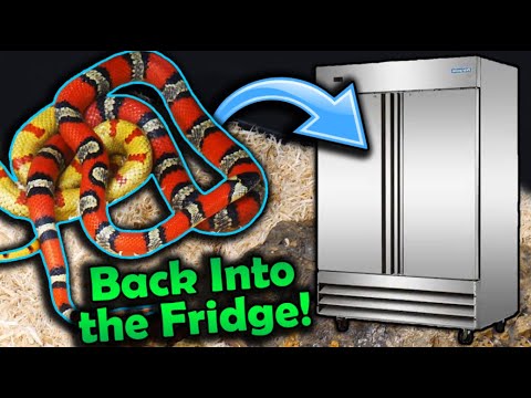 Видео: Наши змеи отправляются в брумацию на зиму!