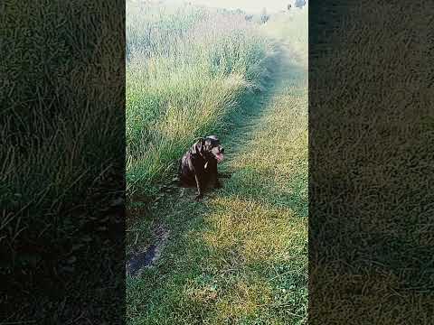 Видео: Мишель на прогулке