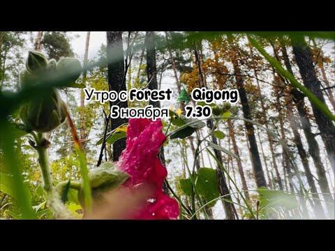 Видео: Forest🌲Qigong в прямом эфире!