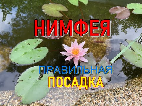 Видео: Как правильно посадить нимфею или кувшинку в пруд на даче