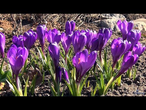 Видео: Ботанический сад. Первые весенние цветы (2018)