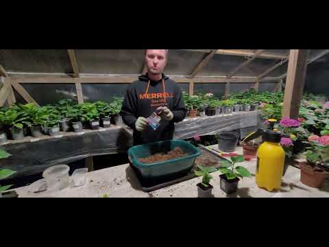 Видео: ПЕРЕСАДКА ГОРТЕНЗИИ