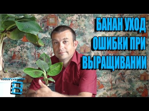 Видео: БАНАН УХОД И ОШИБКИ ПРИ ВЫРАЩИВАНИИ. ЭКЗОТИКА НА ПОДОКОННИКЕ.
