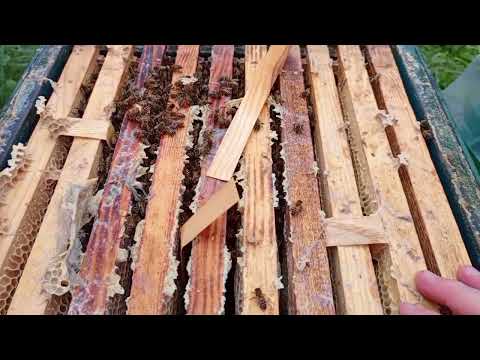 Видео: НЕМНОГО осталось!? И ЗИМОВКА! показываю семьи. Начало октября.