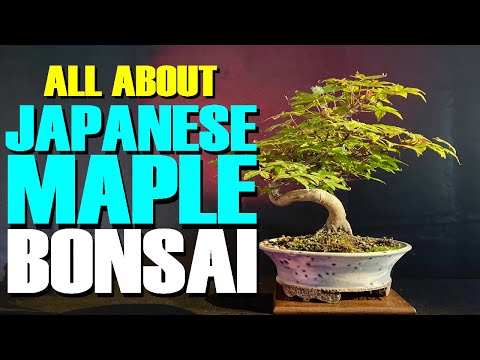 Видео: Полное руководство по красоте бонсай из японского клена