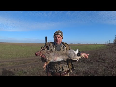 Видео: Охота на зайца от первого лица.  Вот так, у нас охотятся "подковой"!!! Hare hunting
