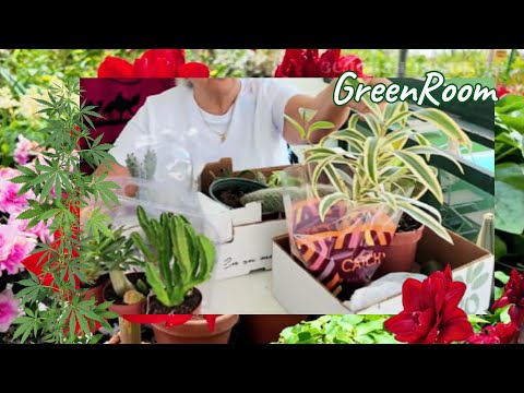 Видео: Мои удачные приобретения: растения моей мечты.