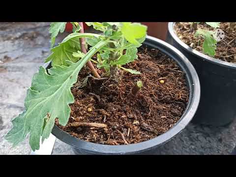 Видео: Черенкование хризантемы в зимнее время. Что оно даёт?