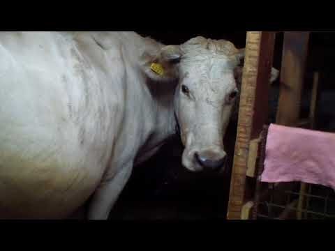 Видео: Запуск коровы.  Почему важно вовремя запустить корову.  Как подготовить к отелу и лактации.