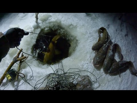 Видео: ПЕРЕМЁТ | УЛОВ ПОСТЕПЕННО УВЕЛИЧИВАЕТСЯ | 31.10.2025