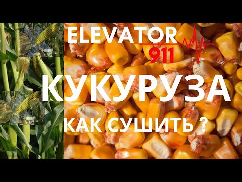 Видео: Кукуруза