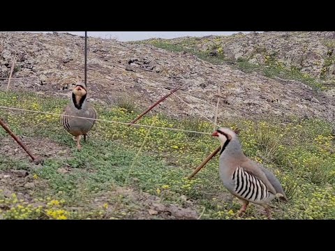 Видео: +77056792598ватсап кавг фуруши нест  да коментария номрома бисёр мепурсе барои хаму номрома мондум