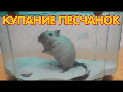 Видео: Песчанки 29-35 дней. Песчанки купаются в песке. Гигиена песчанок