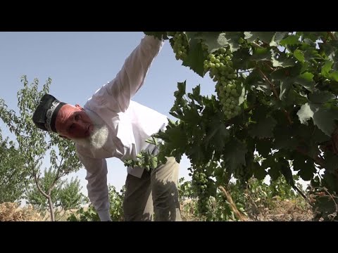 Видео: Ангури Чагам Ш Шохин