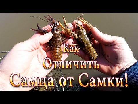 Видео: Раки! Как Отличить Самку от Самца! Ловля Раков на Китайские "Гармошки"!