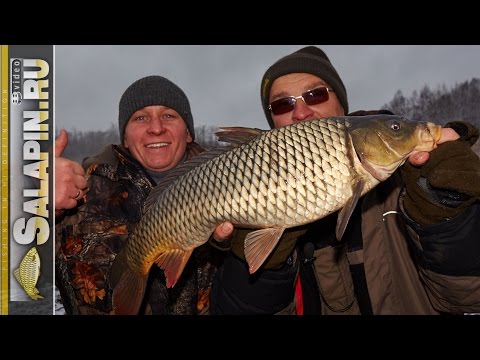 Видео: Зимний ядерный фидер в Удомле у Виталика. Карась, карп и экзотика! [salapinru]