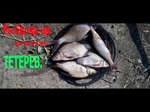 Видео: Сильная жара,вода упала.Спасает только ночная рыбалка.Река Тетерев.