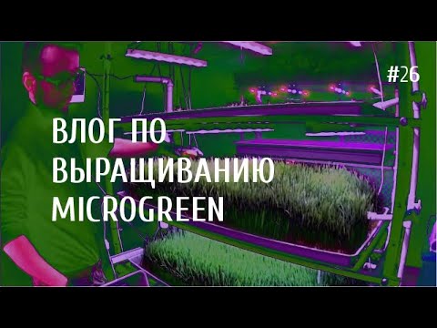 Видео: "Как выращивать" VLOG #2 [Витграсс, фитосветильники и бюджетный свет]