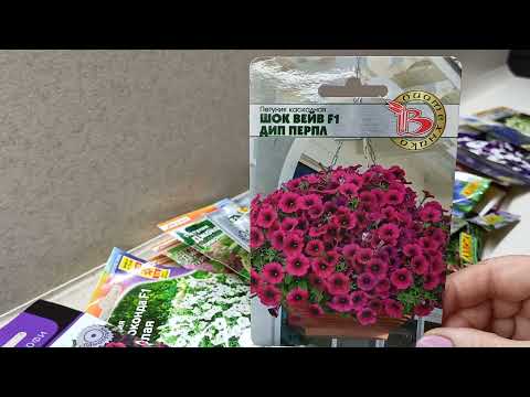 Видео: При выращивании петунии важную роль играют объёмы горшка.13 декабря 2021г