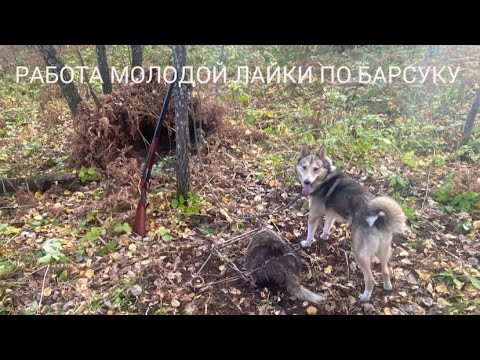 Видео: ОХОТА НА БАРСУКА 2025 ЧАСТЬ 5. ДОБЫТ ЖИВОЙ БАРСУК В ПРОХОДНОЙ КАПКАН. ГУМАНЕН ЛИ ПРОХОДНОЙ КАПКАН?