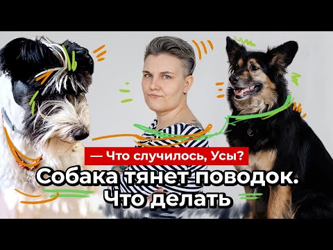 Видео: Собака тянет поводок: что делать?// Что случилось, Усы