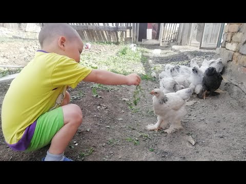 Видео: Тауыққа (балапан) су құйғыш, Жем салғыш қалай жасауға болады. 2 айлық балапандар далада