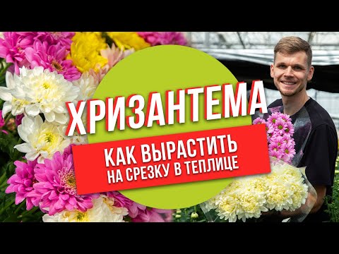 Видео: Хризантемы. Как вырастить на срезку в теплице?