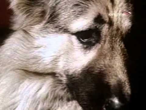 Видео: До свиданья, дорогие!