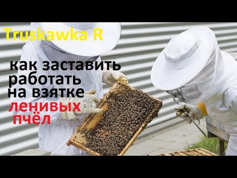 Видео: #Пчёлы. Некоторые семьи не носят #мёд. Как заставить их работать на нужном растении и приносить мёд.