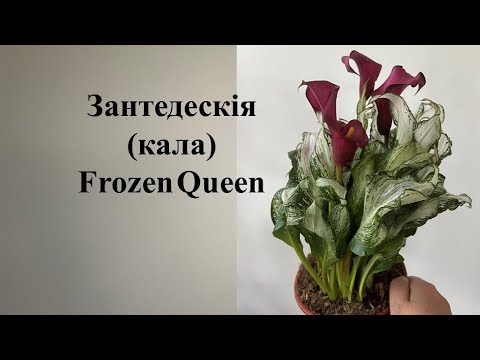 Видео: Зантедескія Фрозен Квін - найефектніший сорт кали