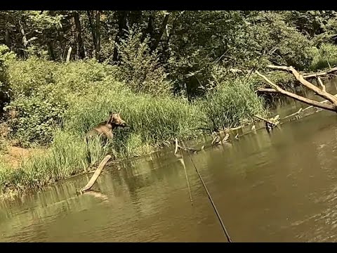 Видео: Самая что ни на есть традиционная сплавлялка (в моем понимании)