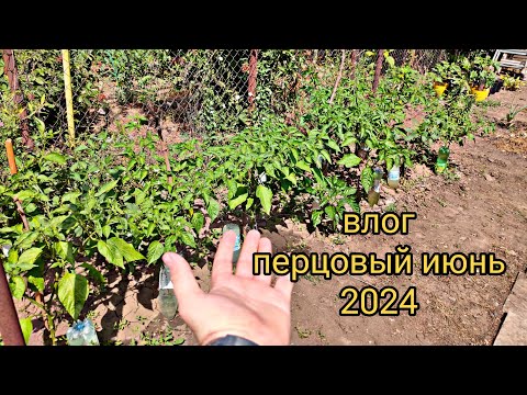 Видео: Влог Перцовый сезон 2024, жаркий июнь и завязи